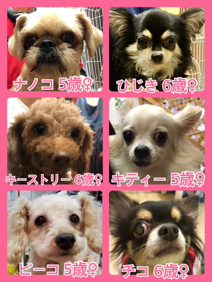 🐾今日の里親様募集中ワンコ🐶メンバーです🐾2020,8,9